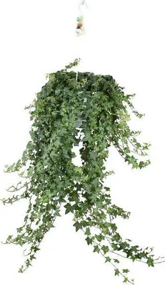 Produktbild von Hedera Helix Pitsburg – Efeu Hängepflanze – Zimmerpflanze Ø24cm – ca. 70cm Länge – Luftreinigende Kletterpflanze für drinnen