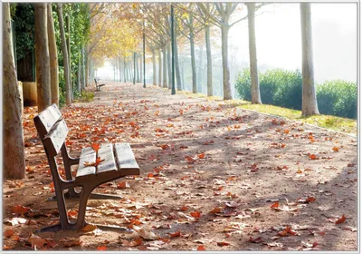 Produktbild von Wallario Wandbild Einsame Parkbank an einer Allee - Herbststimmung, Größe: 70,30 x 100,30 cm, Poster mit weißem Kunststoffrahmen