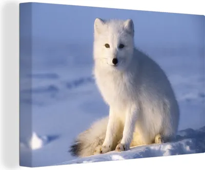 Produktbild von OneMillionCanvasses® - Leinwandbilder - 140x90 cm, Polarfuchs - Sonne - Schnee, Wandbilder Kunstdruck Wanddekoration - Foto auf Leinwand - Gemälde auf Holzrahmen