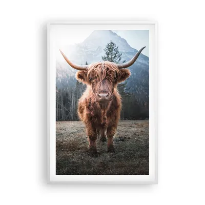 Produktbild von Gerahmtes Poster - Weißer Rahmen - Scotch Kuh Weide - 61x91,5 cm - Wand Bild - Wanddeko - Wandbilder - Kunstposter - Wandposter - Bilderrahmen - Bilder - Kunstdruck - Wanddekoration - P2WPA61x91-5188