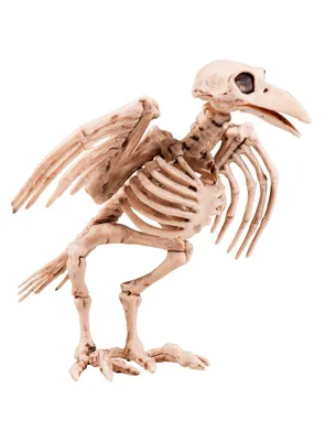 Produktbild von Krähenskelett - Horror Halloween Deko Outdoor