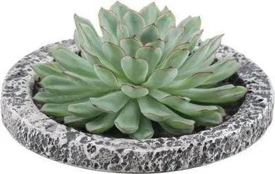 Produktbild von Echeveria pulidonis Rootless Ø20cm Concrete Schale Sukkulente Deko Zuhause