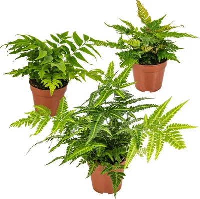 Produktbild von Bloomique - 3er Set - Farne Winterhart für Garten - Gartenpflanze - Immergrün - Stauden - Höhe 20-30 cm - Topf 12 cm