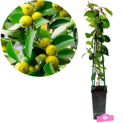 Obrázok produktu pre Psidium cattleianum var. luridum "Yellow" guava, výška 50-60 cm, 2-litrový kvetináč