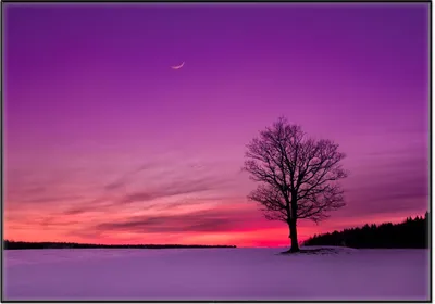 Produktbild von Wallario Wandbild Mond und Baum am Abend bei Schnee, Größe: 70,30 x 100,30 cm, Poster mit schwarzem Aluminiumrahmen