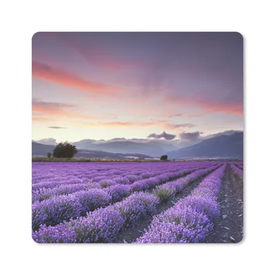 Produktbild von MuchoWow® Mauspad Mousepad Ein schönes Lavendelfeld bei Sonnenuntergang 20x20 cm - Mousepads - Maus Mat - Pad - Mausunterlage - Desk Mat - Bureauartikeln