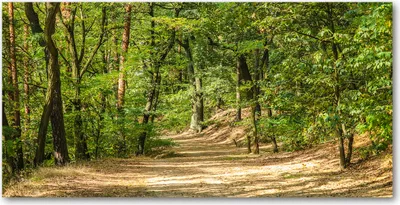 Produktbild von Tulup Glas-Bild -140x70- Wandkunst Dekorative Wand für Küche & Wohnzimmer - Landschaften - Waldweg - Grün