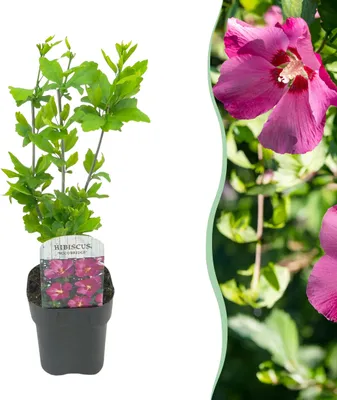 Image de Heesters - Hibiscus syriacus Woodbridge - Bloem Roze - 1 Plant - Bladverliezend - Weinig Onderhoud - 35-45cm - Ø18cm - Plante de jardin