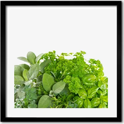 Produktbild von Bild - 50 cm x 50 cm - MDF - Rahmen, Wandkunst - Kräuter