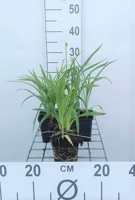 Immagine prodotto di 6 x Hemerocallis hybr. 'Stella d'Oro' - daylily - vaso 9 x 9 cm