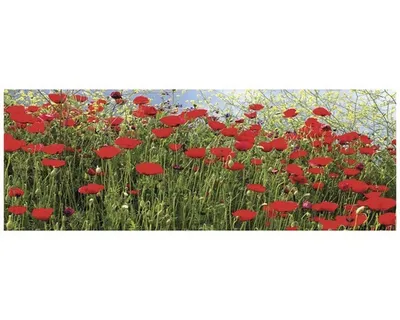 Obrázek produktu pro Obraz na plátně 2.809.100 vlčí máky 50x150cm