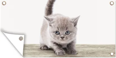 Produktbild von MuchoWow® 60x30 cm Outdoor-Poster Gartendeko Sichtschutz Garten Poster für den Garten  Kätzchen - Katze - Haustiere - Jungen - Kinder - Mädchen