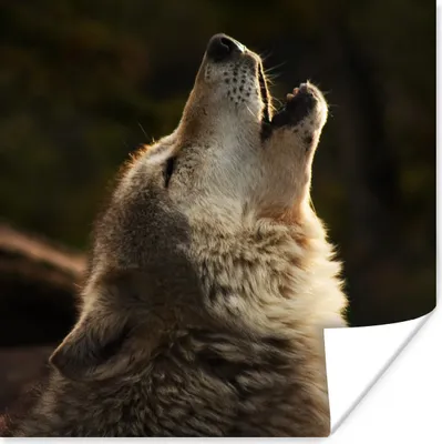 Produktbild von MuchoWow® Poster Wolf - Grau - Tiere 100x100 cm - Babyzimmer