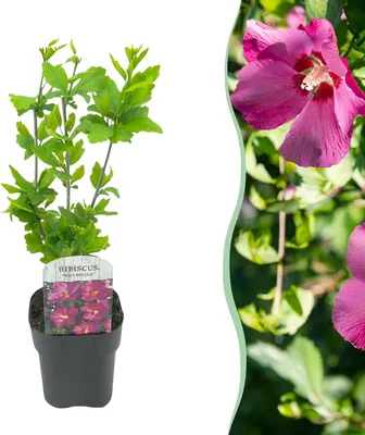 Image de Green boutiQ - Arbustes - Hibiscus syriacus Woodbridge - Fleurs roses - 1 plant - À feuilles caduques - Peu d'entretien - Pot de 17 cm, hauteur 45 cm