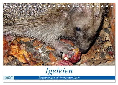 Produktbild von Igeleien - Begegnungen mit hungrigen Igeln (Tischkalender 2027 DIN A5 quer), CALVENDO Monatskalender
