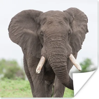 Produktbild von MuchoWow® Poster Entgegenkommender Elefant 75x75 cm - Wand Dekoration