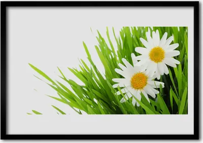 Produktbild von Bild 70x50 MDF-Rahmen Wandkunst Gänseblümchen-Blumen-Natur