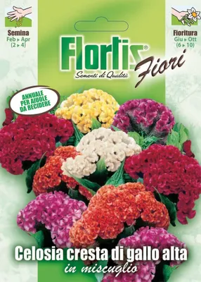 Produktbild von Celosie | Celosiasamen von Flortis