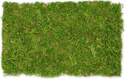Produktbild von Moosplatte, Größe ca. 30 x 18cm | Moosmatte