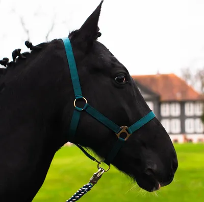 Produktbild von Halfter für Pferde, Größe Warmblut, Full – Stallhalfter, Halfter für Warmblut, 2 Fach verstellbar, Farbe Dunkelgrün