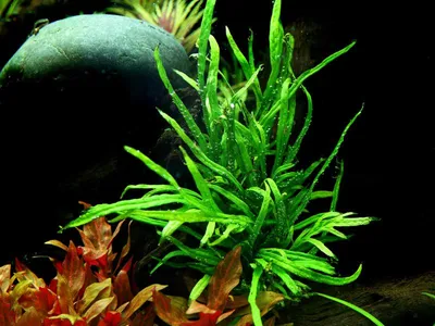 Produktbild von Aquarium Pflanze Microsorum pteropus Trident Wasserpflanze AquaOne Topf Nr.308G