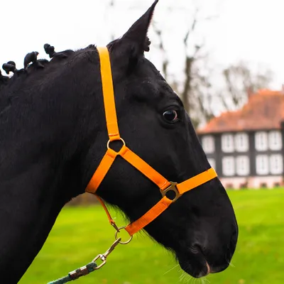 Produktbild von Halfter für Pferd, Größe Kaltblut – Stallhalfter, Kaltbluthalfter Halfter xfull, 2 Fach verstellbar, Farbe orange