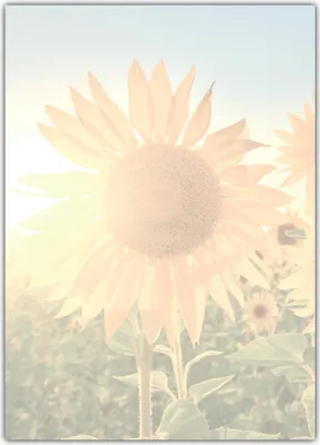 Produktbild von Motivpapier Briefpapier Sonnenblumen im Sonnenlicht (MPA-5199, DIN A4, 100 Blatt)