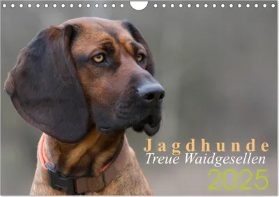 Produktbild von Jagdhunde - Treue Waidgesellen (Wandkalender 2025 DIN A4 quer), CALVENDO Monatskalender