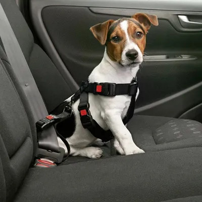 Immagine prodotto di Car Safety Harness Karlie 25-40Cm Black