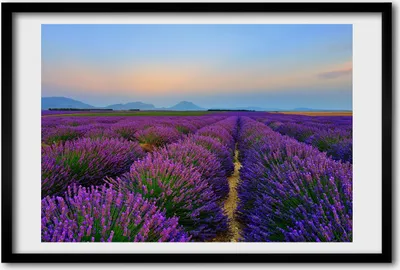 Produktbild von Bild 60x40 MDF-Rahmen, Wandkunst Lavendelfeld