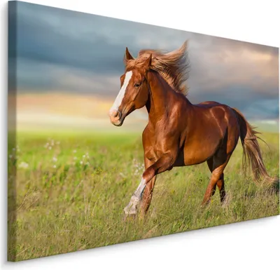 Produktbild von Fabelhafte Canvas LEINWAND BILDER 100x70 cm XXL Kunstdruck Tiere Pferd Wiese Natur