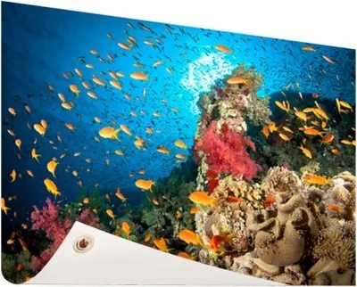 Produktbild von Gartenposter - 60x40 cm - Koralle mit Fisch  - Modernes Wandbilder
