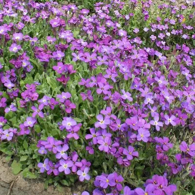 Obrázok produktu pre 6 ks rastlín Blaukissen (Aubrieta 'Whitewell Gem') | Kvetináč 9x9 cm