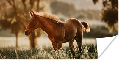 Produktbild von MuchoWow® Poster Pferd - Licht - Wiese 160x80 cm - Foto Poster