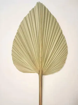 Image de Feuilles de palmier séchées, éventails en feuilles de palmier naturelles, décorations murales, décorations de mariage (4)