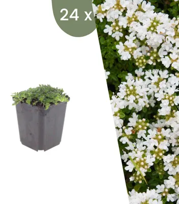 Produktbild von Plants by Frank | 24 Kriechthymian 'Albiflorus' Pflanzen | Thymus Praecox 'Albiflorus' | Bodendecker | Winterhart | Mehrjährig | Gartenpflanzen