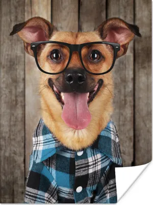 Produktbild von MuchoWow® Poster Hund - Brille - Bluse - Hipster 120x160 cm - Wandbilder