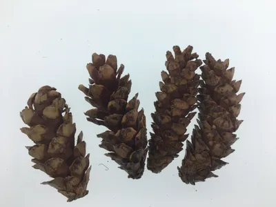 Produktbild von Strobuszapfen 10-15cm lackiert 4St.