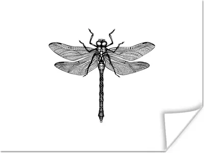 Produktbild von MuchoWow® Poster Libelle - Insekten - Retro - Schwarz und weiß 160x120 cm - Foto Plakat