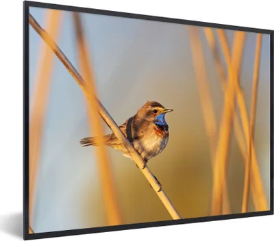 Produktbild von MuchoWow® Gerahmtes Poster Vögel - Blaukehlchen - Schilf 80x60 cm - Poster mit Schwarzem Bilderrahmen Wandposter Rahmen Foto Bilder - Schwarzem - Mit Gestell