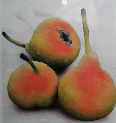 Produktbild von Pyrus communis ‘Castell’ 170-200 cm / Stamm 80-100 cm - Birnbaum