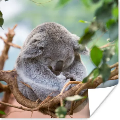 Produktbild von MuchoWow® Poster Koala - Zweige - Kinder - Jungen - Mädchen 75x75 cm - Wand Dekoration