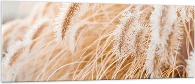 Produktbild von Bilder auf glas - Einteilig - Gras Boho Licht - 140x50cm - Glasbilder - Wandbilder - Bilder - zum Aufhängen bereit - Wanddekoration aus Glas - Glas Bilder - Wandbild auf Glas - GAB140x50-4903