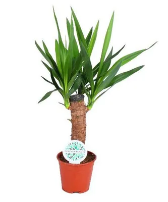 Produktbild von Yucca Palme 60cm XXL Zimmerpflanze