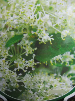 Produktbild von Ceanothus thyrsifolius Millerton Point - Säckelblume Millerton Point 30-40