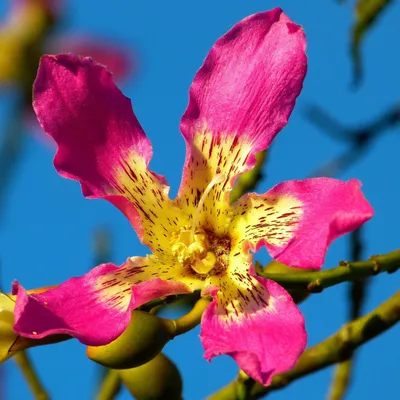 Image de Arbre à soie (Ceiba speciosa)  - 10 graines