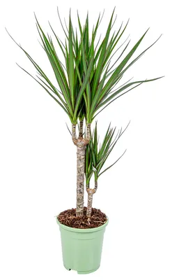 Immagine prodotto di Dracaena marginata, chiamata anche "drachenbaum", pianta da interno, altezza 70-80 cm, vaso di 17 cm