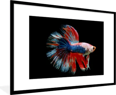 Produktbild von MuchoWow® MuchoWow® Gerahmtes Poster Fisch - Meerestier - Schwanz - Blau 90x60 cm - Poster mit zchwarzem Bilderrahmen - Wanddekoration - Fotos