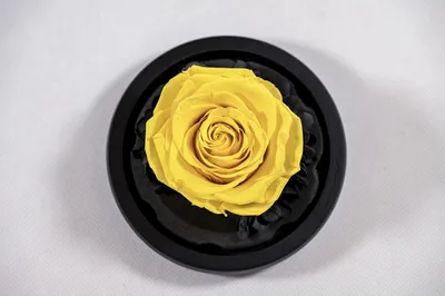 Premium-Rose im Glas mit Geschenkbox, gelb, 1 Stück