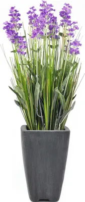 Immagine prodotto di EUROPALMS Lavanda, pianta artificiale, viola, in vaso decorativo, 45 cm (82600211)